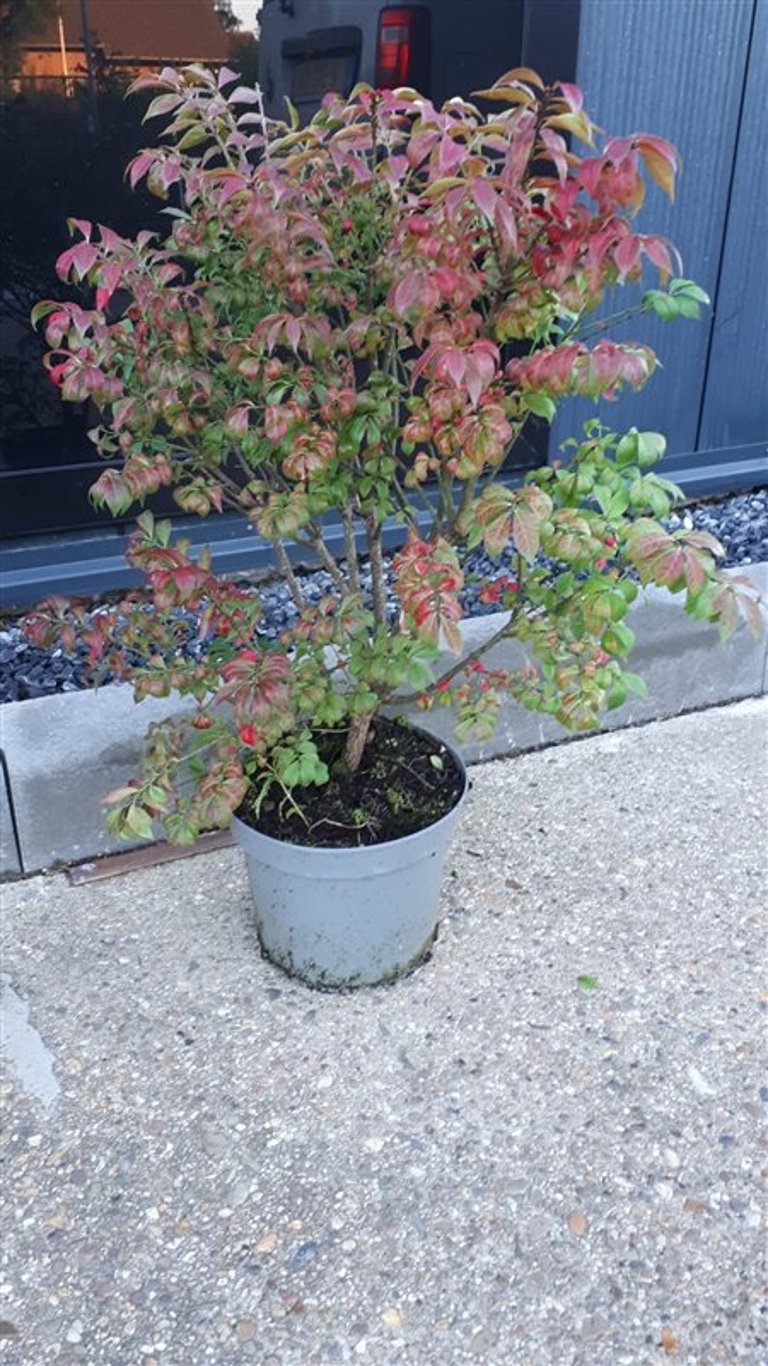 Euonymus alat. 'Compactus' - C5 60-80 CM